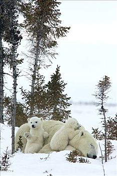 北极熊,两个,三个,老,幼兽,依偎,休息,母兽,白云杉,脆弱,瓦普斯克国家公园,曼尼托巴,加拿大