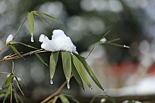 雪后