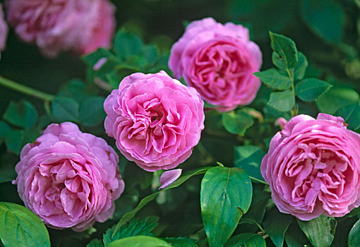 粉色,玫瑰,多年生植物,芳香