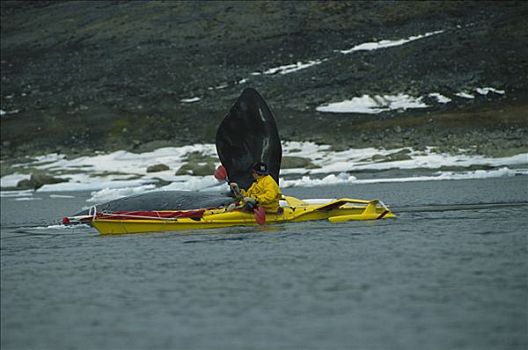 弓头鲸,研究人员,漂流,旁侧,鲸,巴芬岛,加拿大