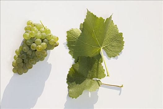 酿酒用白葡萄,品种