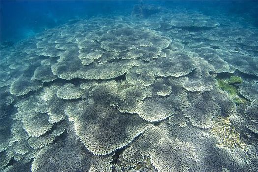 珊瑚礁,遮盖,石头,珊瑚,菲律宾,太平洋