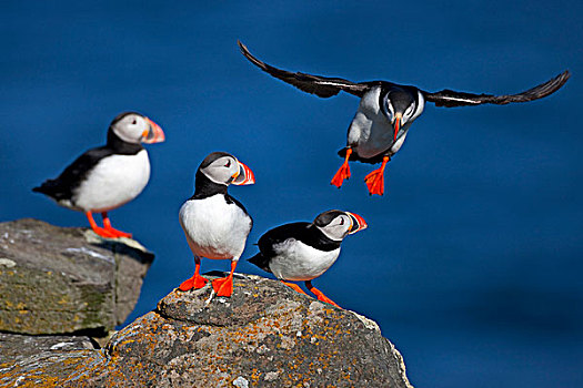 大西洋海雀,北极,岛屿,冰岛,欧洲