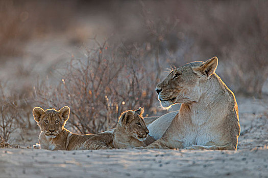 雌狮,两个,幼兽,卡拉哈迪大羚羊国家公园,北开普,南非,非洲