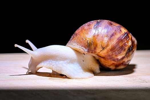 白玉蜗牛