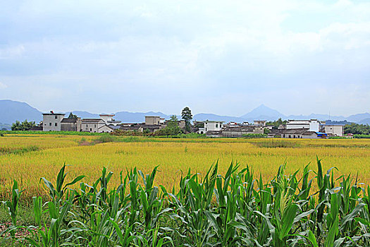 黟县碧山村