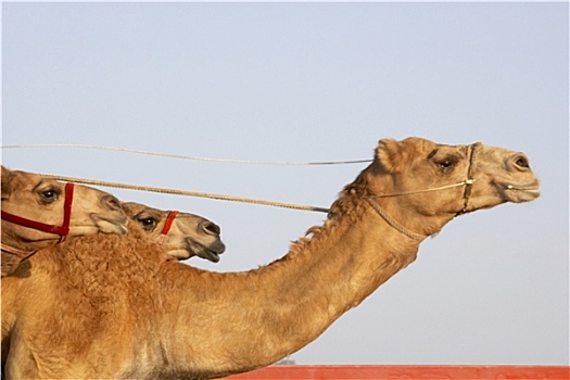 赛骆驼,迪拜
