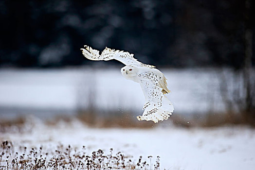 雪鹄,雪鸮,成年,飞,冬天,雪,高地,捷克共和国,欧洲