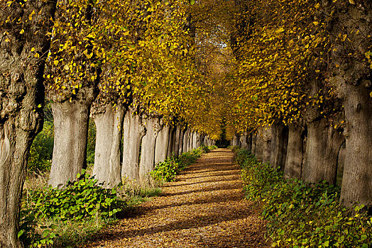 酸橙树,道路,椴树属,秋天,公园,地区,石荷州,德国,欧洲