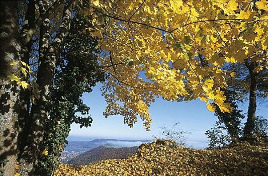 叶子,树,秋天,巴登符腾堡,德国,欧洲
