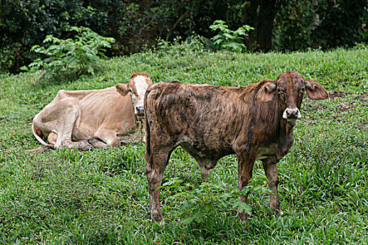 家牛,农场,庄园,洪都拉斯