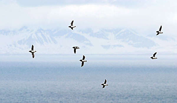 成群,飞,斯瓦尔巴特群岛,挪威