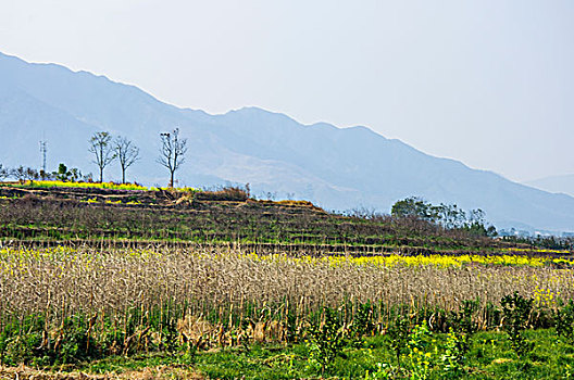 田园风光