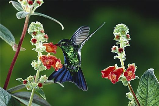 蜂鸟,进食,授粉,花,雨林,生态系统,哥斯达黎加