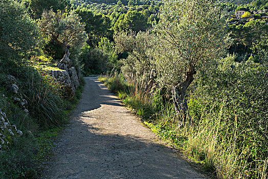 橄榄林,靠近,马略卡岛,巴利阿里群岛,西班牙