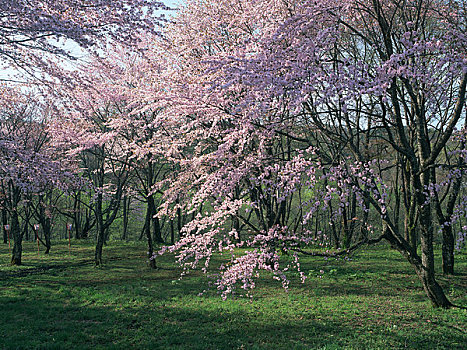 樱花,北海道,机动,木头,东京大学