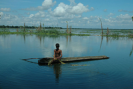 男孩,荷花,湿地,孟加拉,九月,2007年