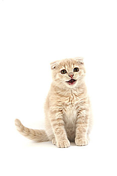 苏格兰折耳猫,家猫,2个月,小猫,猫叫,白色背景