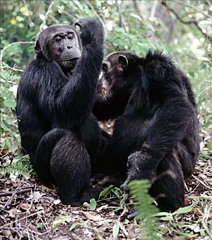 成年,黑猩猩,消费,长,钟点,相互,白天,一个,遥远,凸出,东方,岸边,坦噶尼喀湖,上升,脚,山坡,遮盖,雨林