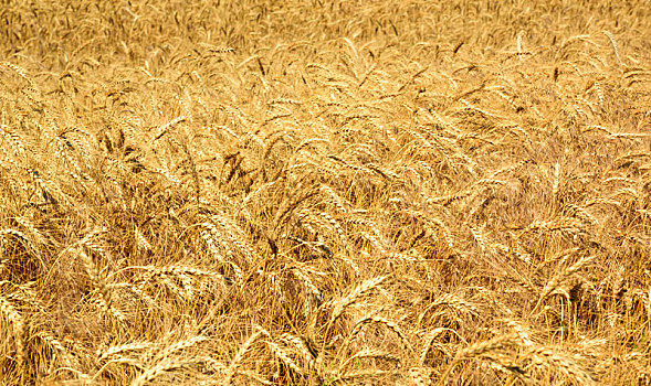地点,成熟,黄色,小麦