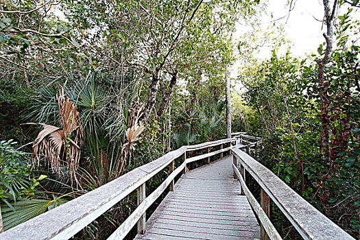 木板路,大沼泽地国家公园,佛罗里达