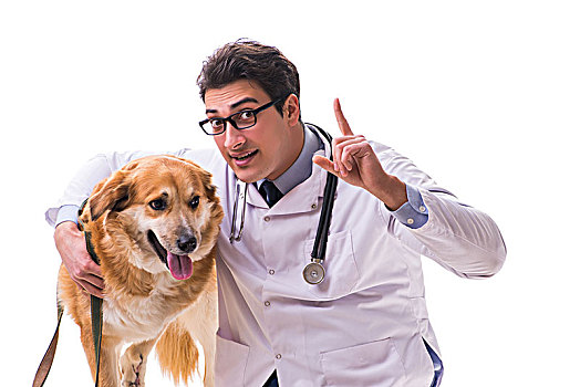 兽医,医生,检查,金毛猎犬,狗,隔绝,白色背景