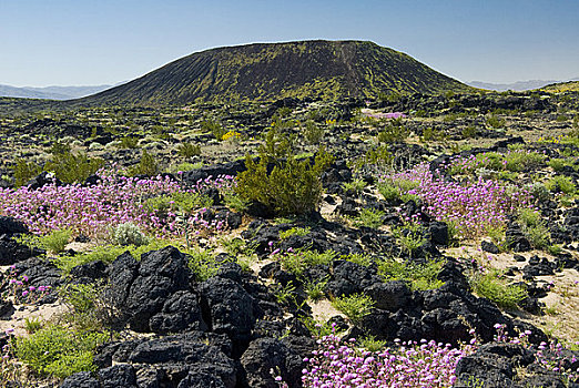 野花,火山口,风景,国家,自然奇观,加利福尼亚,美国