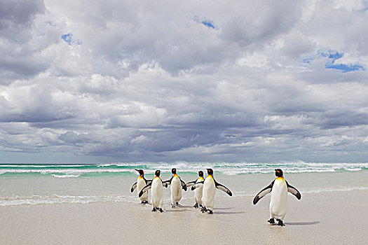 帝企鹅,群,海洋,自愿角,福克兰群岛
