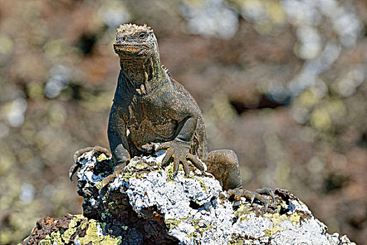海鬣蜥,加拉帕戈斯,厄瓜多尔,南美