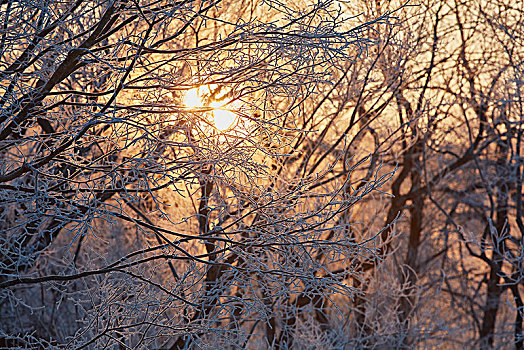 仰视,阳光,过滤,积雪,树枝,冬天