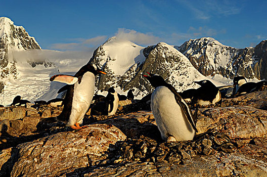南极,南极半岛,巴布亚企鹅,生物群
