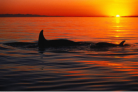 逆戟鲸,水,日落,温哥华岛,不列颠哥伦比亚省,加拿大