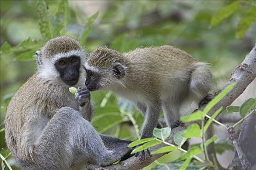 绿猴,喂食,肯尼亚