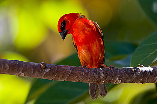 马达加斯加,红色,雄性,栖息,树上,枝条,拉迪格岛,塞舌尔,非洲