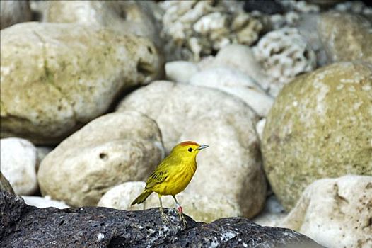 黄色,鸣禽,加拉帕戈斯群岛,厄瓜多尔,南美