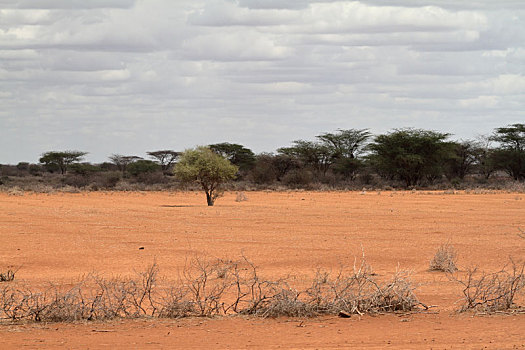 热带草原,北方,肯尼亚