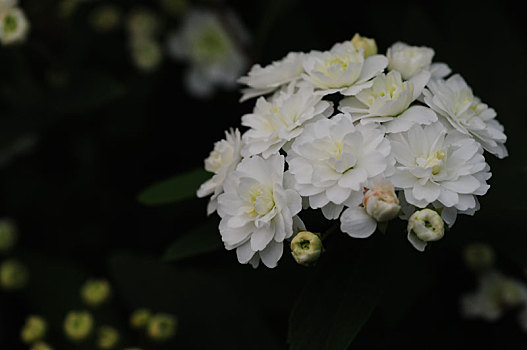 特写新鲜洁白的菊花盛开
