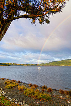 新西兰南岛,蒂阿瑙湖,lake,te,anau,畔雨后彩虹