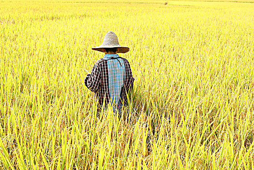 农妇与水稻