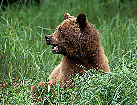 雌性,大灰熊,棕熊,放牧,莎草,保护区,不列颠哥伦比亚省,加拿大