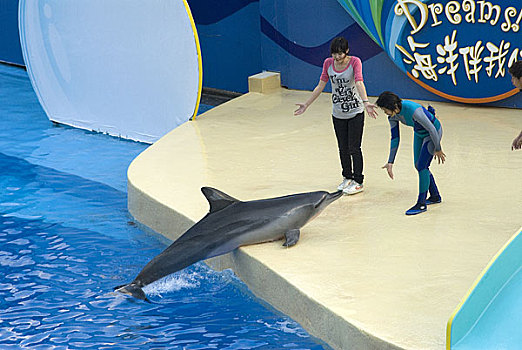 海豚表演