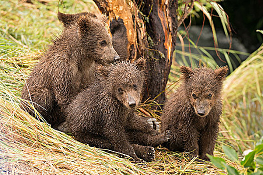四个,棕熊,幼兽,坐,树