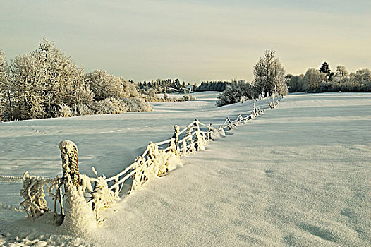 白雪覆盖的,在领域,霜,覆盖,树和房子,在距离,附近的,符腾堡,德国