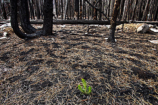 森林火灾,卡里布,区域,不列颠哥伦比亚省,加拿大