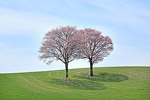 兄弟,樱桃树,山,北海道
