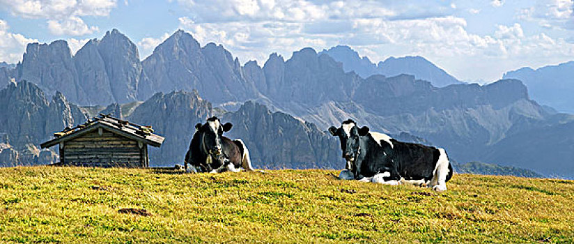 母牛,高山,山,群,山脊,山谷,白云岩,省,意大利,欧洲