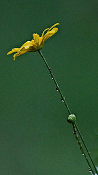 雨后黄金菊