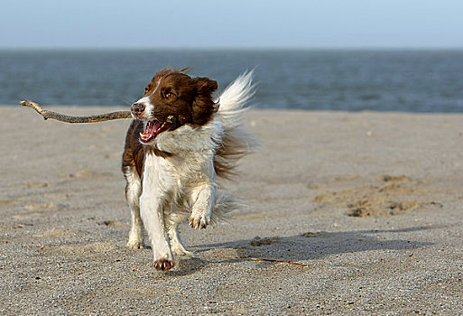 博德牧羊犬,玩,棍,海滩,德国