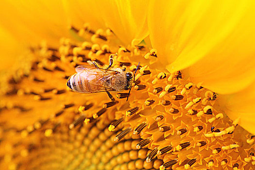 蜜蜂图片 蜜蜂图片大全 蜜蜂图片素材