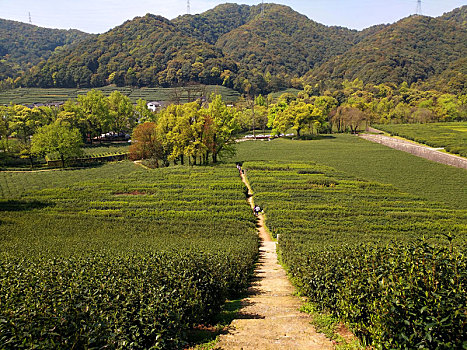 茶园,风景,绿茶,基地,旅游,踏青